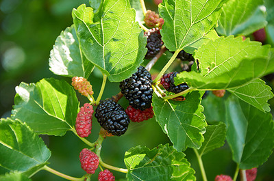 Agacha Shahtoot/Mulberry Plant(Hybrid, Pack of 1)
