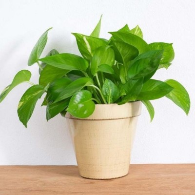 Platone Money Plant(Hybrid, Pack of 1)