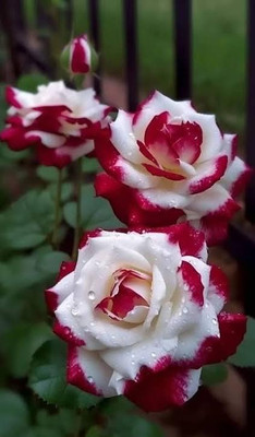 PPSGENTERPRISE Rose Plant(Hybrid, Pack of 1)