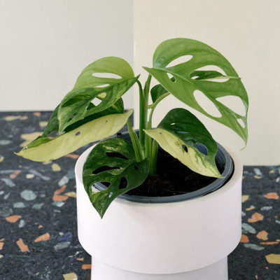 Ukanda Philodendron Plant(Hybrid, Pack of 1)