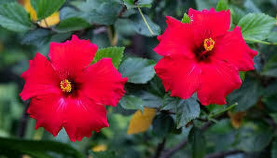 NALQUITS Hibiscus Plant(Hybrid, Pack of 1)