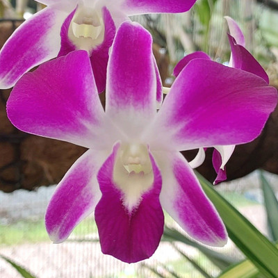 Aquinnah Orchid Plant(Hybrid, Pack of 1)