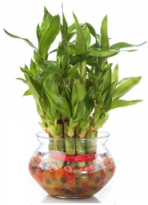 VamiJen Two Layer Bamboo Plant(Hybrid, Pack of 1)