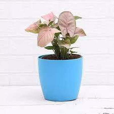 SBGARDEN Syngonium Plant(Pack of 1)