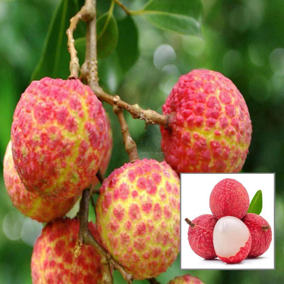 Cloud Farm Litchi Plant(Hybrid, Pack of 1)
