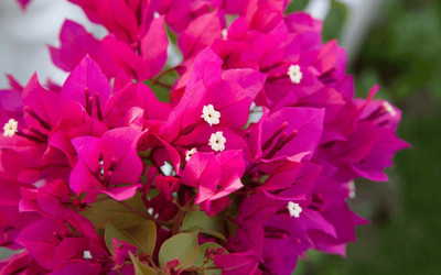 AFARTIOBINA Bougainvillea Plant(Hybrid, Pack of 1)