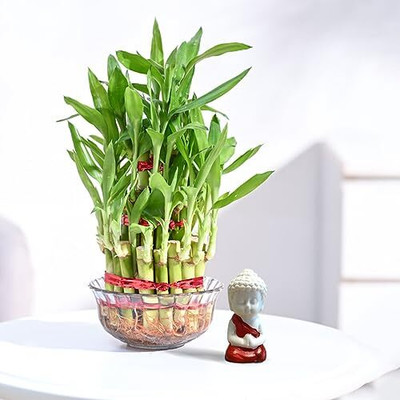 UGAOO Three Layer Bamboo Plant(Pack of 1)