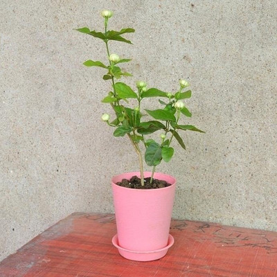 BHAJANLAL GREENERY Group Jasmine Plant(Hybrid, Pack of 1)