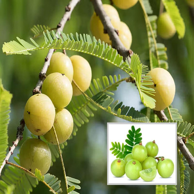 LeafLinks Amla Plant(Hybrid, Pack of 1)