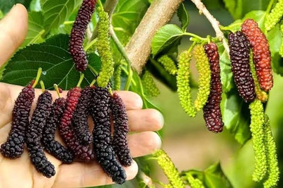 Global Mart Plant Shahtoot/Mulberry Plant(Hybrid, Pack of 1)