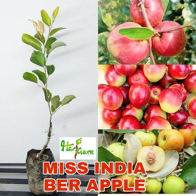 HARIGURU Ber Apple Plant(Hybrid, Pack of 1)
