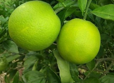 Loveri Lemon Plant(Hybrid, Pack of 1)