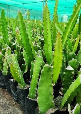 Cloud Farm Dragon Tree(Hybrid, Pack of 3)