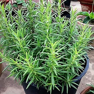 Cloud Farm Rosemary Plant(Hybrid, Pack of 1)