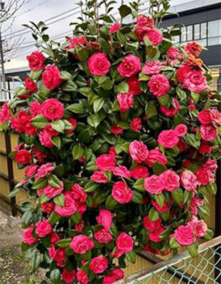 URMILA ENTERPRISE Rose Plant  sapling(Hybrid, Pack of 1)