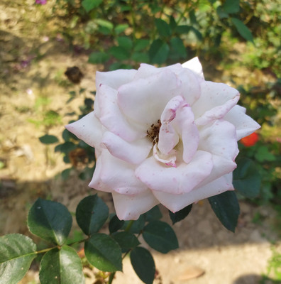 Creative Farmar Rose Plant(Hybrid, Pack of 1)