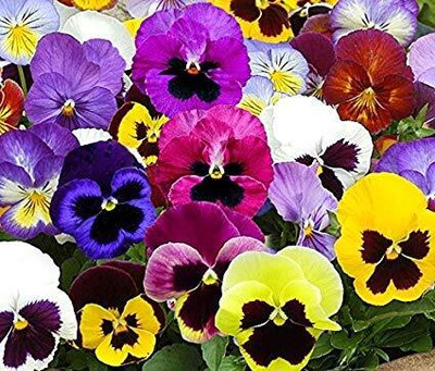 Lorvox Pansy Flower Seed(30 per packet)