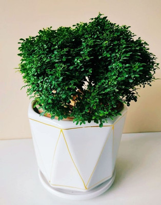 MADHUKAMINI Madhu Kamini Plant(Hybrid, Pack of 1)