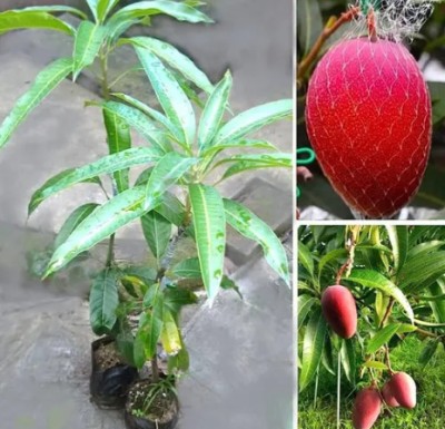 Leafyjoy Mango Plant(Hybrid, Pack of 1)