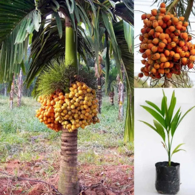 YourPlant Betel Nut/Supari Plant(Hybrid, Pack of 1)
