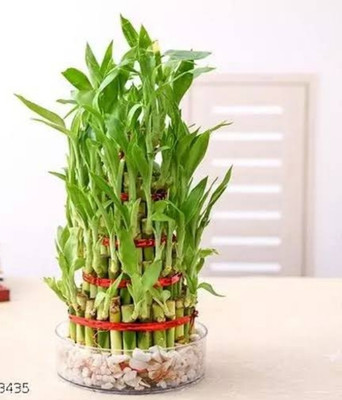 ARYAN EVERGREEN Lucky Bamboo Straight Stick(Hybrid, Pack of 1)