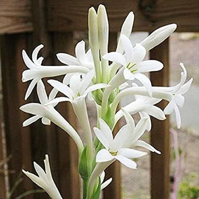 MAHAMAYA A TO Z Tuberose/Rajnigandha Plant(Hybrid, Pack of 4)