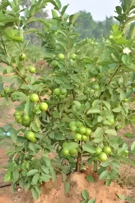 grreen v ieew Guava Plant(Hybrid, Pack of 1)