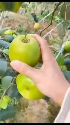 BREEZY BLOOMS Ber Apple Plant(Hybrid, Pack of 1)