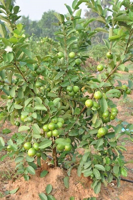 XOLDA Guava Seed(15 per packet)
