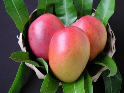 InGreen Mango Plant(Hybrid, Pack of 1)