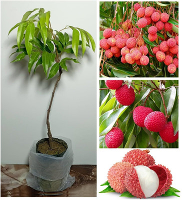Cloud Farm Litchi Plant(Hybrid, Pack of 1)