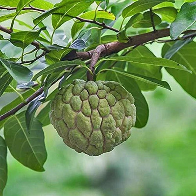 KUMUBON Custard Apple Plant(Hybrid, Pack of 1)
