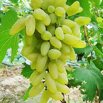 Aywal Hybrid Grabes Seed(85 per packet)