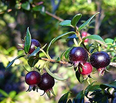 Aywal Guava Seed(55 per packet)