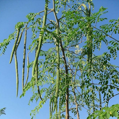 Hug A Plant Drumstick Tree Plant(Hybrid, Pack of 1)