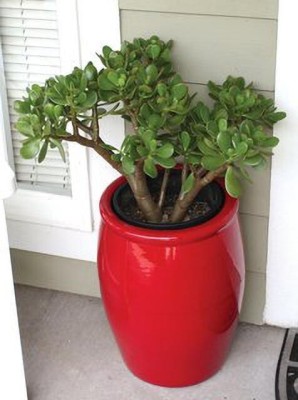 Cloud Farm Jade Plant(Hybrid, Pack of 1)