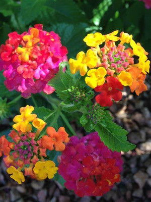 EliteGreen Lantana Plant(Hybrid, Pack of 1)