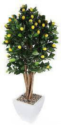 MAITRA AND SONS Lemon Grass Plant(Hybrid, Pack of 1)