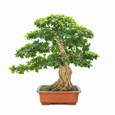 RudraECOM Ficus Plant(Hybrid, Pack of 1)