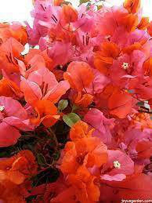 GreenyOn Bougainvillea Plant(Hybrid, Pack of 1)