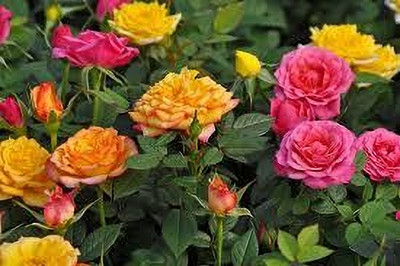 BREEZY BLOOMS Rose Plant(Hybrid, Pack of 1)