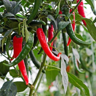 jkfarm High Yielding Bullet Chilli, Mirchi Seed(300 per packet)