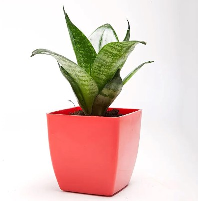 Cloud Farm Sansevieria Plant(Hybrid, Pack of 1)