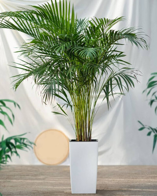 GreensFord Areca Plam(Hybrid, Pack of 1)