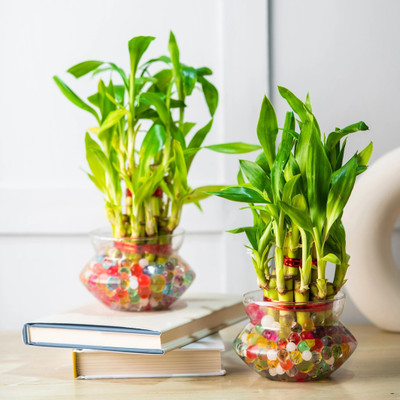 Nurturing Green Two Layer Bamboo Plant(Pack of 2)