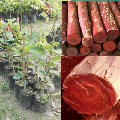 EDEN EARTH Red Sandalwood Plant(Hybrid, Pack of 1)