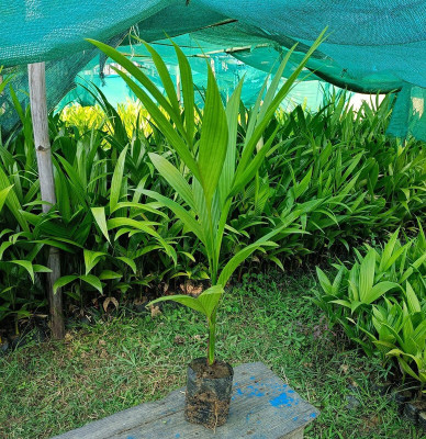 Gardeners Choice Betel Nut/Supari Plant(Hybrid, Pack of 1)