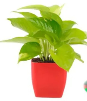 monyplant Money Plant(Hybrid, Pack of 1)