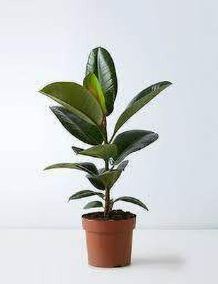 PB honey priya plant Rubber Tree(Hybrid, Pack of 1)