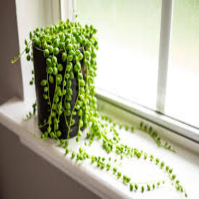 Puspita String of Pearls(Hybrid, Pack of 1)